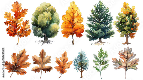 The image shows various types of trees. The trees are in different seasons, and have different leaf colors.