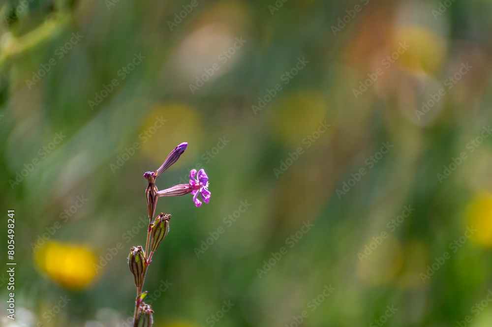 Pretty flowers of pink colleja (Silene colorata) in the field Pretty flowers of pink colleja (Silene colorata) in the field