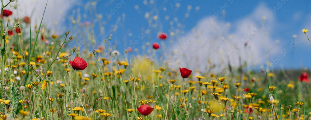 Poppy field with blue sky