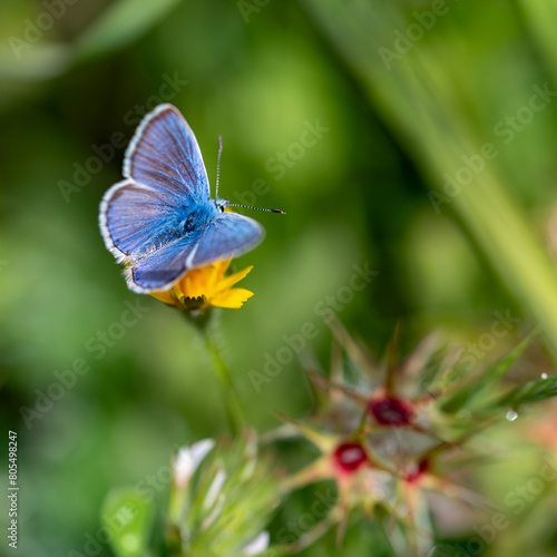 Small blue butterfly (Polyommatus icarus) among field flowers in spring