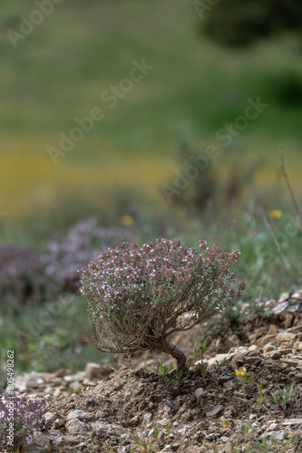 Thyme plant (Thymus vulgaris) full of flowers in the field