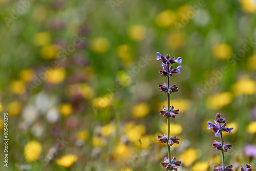 Purple spring background: Gallocresta (Salvia berbenaca) is an aromatic sage with small lilac-blue flowers. It is a plant whose parts are used in natural remedies and cosmetics. photo