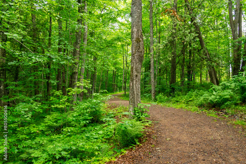 An improved hiking trail wanders through a Wisconsin woods. An improved hiking trail wanders through a Wisconsin woods.