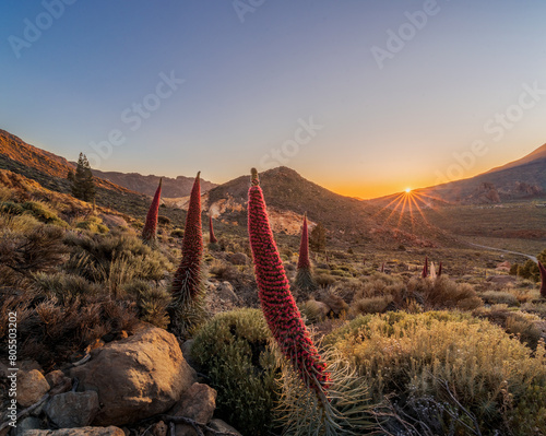 Tajinastes en el parque nacional del Teide