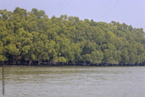 The Sundarbans mangrove forest.Sundarbans National Park is a large coastal mangrove forest, shared by India and Bangladesh.