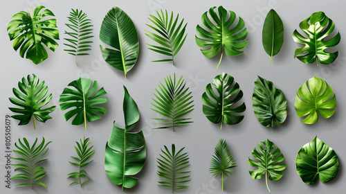 Collezione di foglie verdi di piante tropicali su sfondo neutro