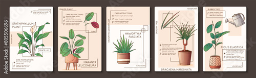 Vector illustration of maranta, haworthia, spathiphyllum plant. Design of poster for care instruction of houseplant. Flower shop, home garden concept. Dracaena plant. Potted rubber tree. photo