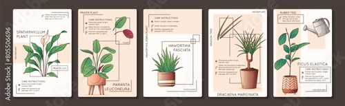 Vector illustration of maranta, haworthia, spathiphyllum plant. Design of poster for care instruction of houseplant. Flower shop, home garden concept. Dracaena plant. Potted rubber tree.