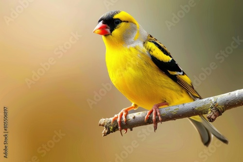 Yellow Goldfinch Perched on Branch with Colorful Beak, Enjoying Sunflower Seeds and Nature's Bounty
