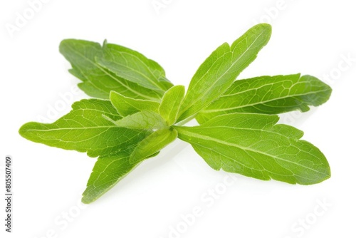 Stevia Leaves Isolated on White Background. Herbal Fresh Green Leaves of Stevia Plant