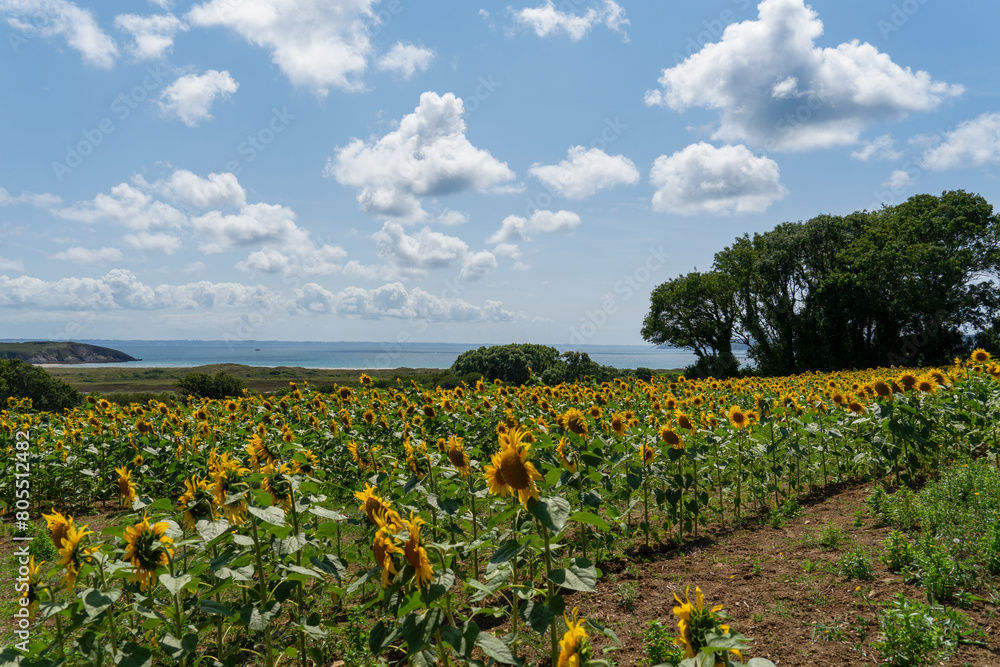Un champ de tournesols illumine la presqu'île de Crozon, contrastant avec le ciel azur et la mer d'Iroise en arrière-plan, une toile vivante de la beauté naturelle bretonne. Un champ de tournesols illumine la presqu'île de Crozon, contrastant avec le ciel azur et la mer d'Iroise en arrière-plan, une toile vivante de la beauté naturelle bretonne.