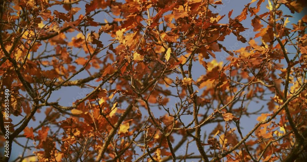 yellow orange Oak Wood Tree Leaves Foliage leaf In Autumn Forest. Beautiful close up View. Autumn Nature. Oak Forest During Autumn Evening. Calm wind. pan cinematic shot yellow orange Oak Wood Tree Leaves Foliage leaf In Autumn Forest. Beautiful close up View. Autumn Nature. Oak Forest During Autumn Evening. Calm wind. pan cinematic shot