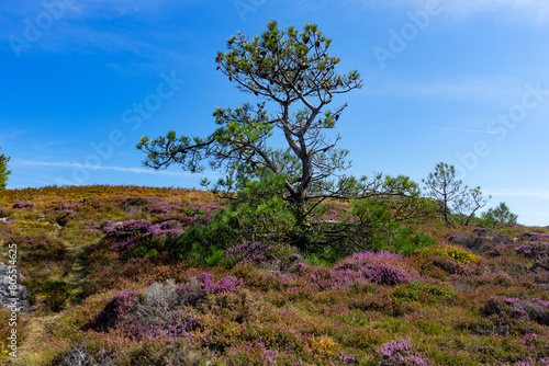 Été envoûtant : la bruyère fleurit sous l'ombrage bienveillant d'un arbre solitaire, dans la lande bretonne de la presqu'île de Crozon, un tableau naturel sublime photo
