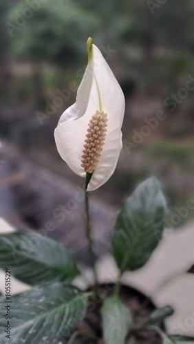 Closeup of beautiful Peace Lily flower 