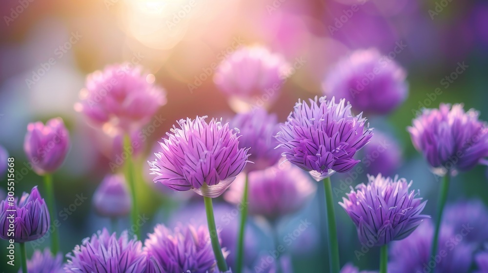 Beautiful purple chives flowers blossoming in a garden. Beautiful purple chives flowers blossoming in a garden.