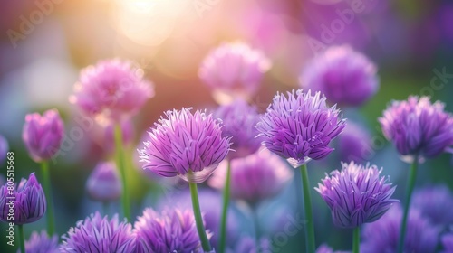Beautiful purple chives flowers blossoming in a garden.