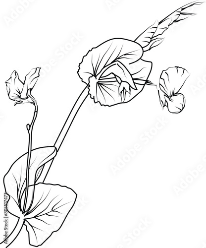 Nature's Fragrant Treasures In the Garden of Sweet Peas flower, botanical sweet pea flower stock outline, sweet pea flower vector sketch, hand-drawn sweet pea flower with leaves clip art.

