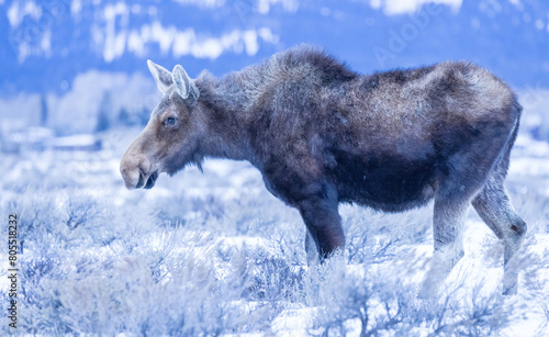 moose in the winter, Grand Teton, Jackson  photo
