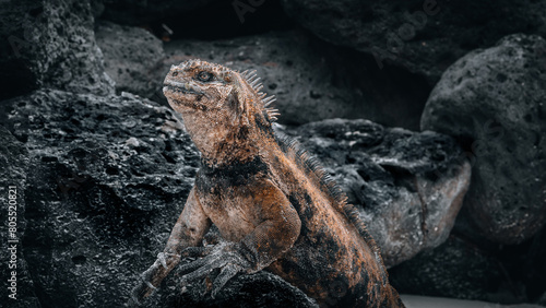 Marine iguanas