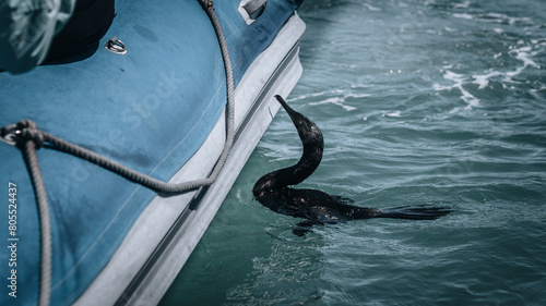 Φωτογραφία flightless cormorant