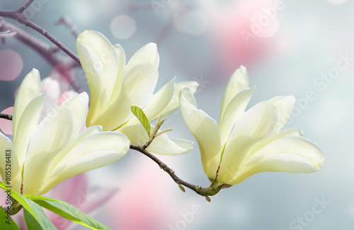 White Magnolia flowers in spring fairy tale blooming garden on mysterious floral soft blurred background with bokeh  beautiful nature landscape.