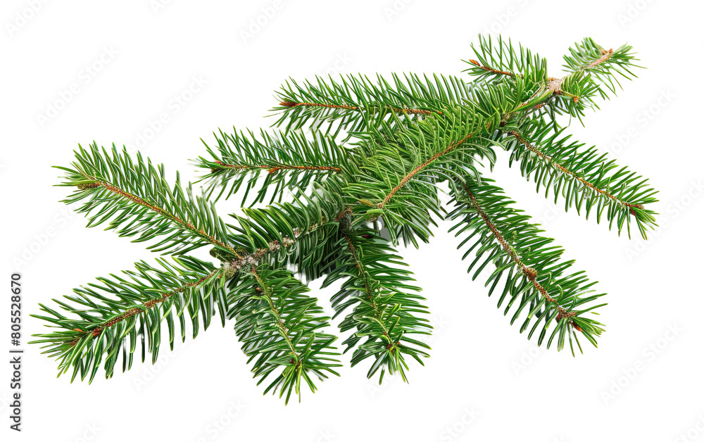 Christmas tree branches on white background,png