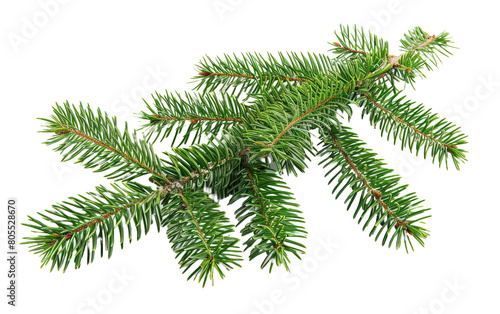 Christmas tree branches on white background,png © Uday
