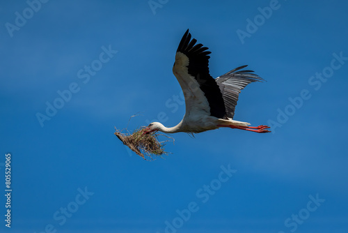 Stork in flight. Stork in their natural environment. © Eduardo Estellez
