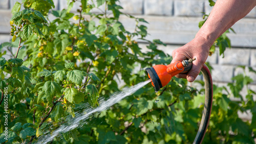 Person watering a terrestrial plant with a hose in the garden. The individual is using a hose to water a plant in their garden, demonstrating their passion for gardening and care for the soil. © Helen-HD