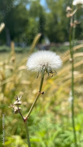 Fluff ball of sow thistle perry van munster flower.