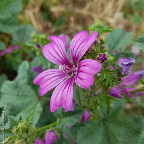 pink and purple flowers