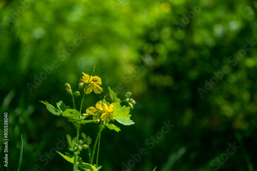 Yellow flowers of Celandine Chelidonium majus L. in the spring in the foresto n bright green bokeh background photo