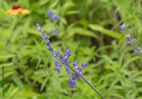 A spike of purple blue flowers of Mealycup salvia, Salvia farinacea. Blurred foliage and flowers in the background. Horizontal image. photo