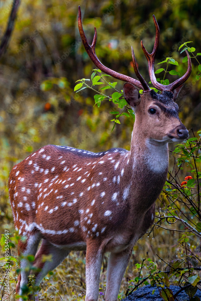 Deer in Ooty's Mudumalai Forest -high quality Stock Photo Collection Deer in Ooty's Mudumalai Forest -high quality Stock Photo Collection