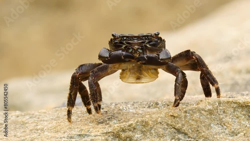 Close-up footage of crab, a marine invertebrate.