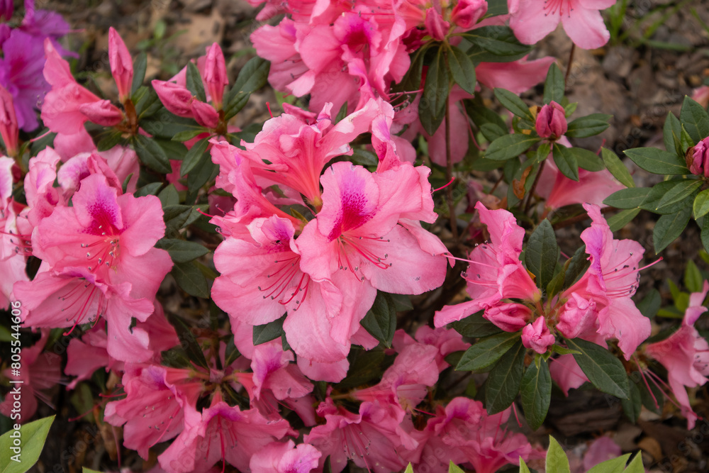 Photography of open flowers, spring with flower garden in pink tones and green leaves Photography of open flowers, spring with flower garden in pink tones and green leaves