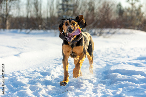 A cheerful young bloodhound puppy runs along a path in a snowy field on a frosty sunny day and grimaces