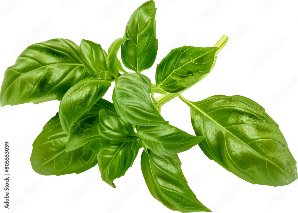 Fresh basil plant with vibrant green leaves cut out on transparent background Fresh basil plant with vibrant green leaves cut out on transparent background