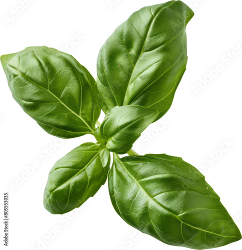 Fresh basil plant with vibrant green leaves cut out on transparent background