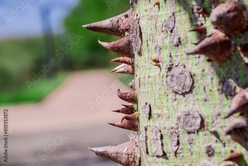 thorns from the trunk of the Ceiba insignis tree photo