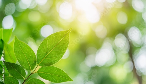 close up beautiful nature view green leaf on blurred greenery background under sunlight with bokeh and copy space using as background natural plants landscape ecology cover concept © Pauline