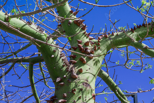 thorns from the trunk of the Ceiba insignis tree photo