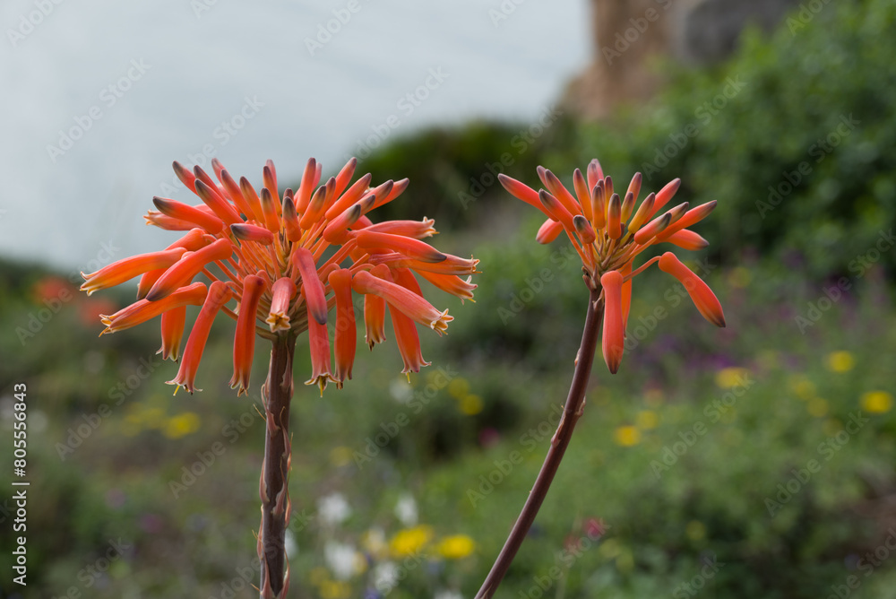 Aloe vera flower. Beautiful Aloe plant flowers Aloe vera flower. Beautiful Aloe plant flowers