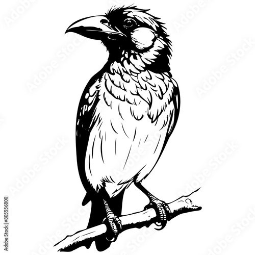 Barbet bird sitting isolated hand drawn animal illustration, transparent background