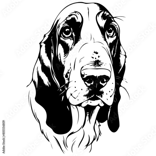 Basset Hound portrait engrave hand drawn animal illustration, transparent background
