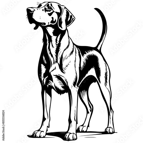 Bavarian Mountain Hound black hand drawn animal illustration, transparent background