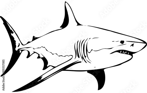 Bull Shark hand drawn animal illustration, transparent background