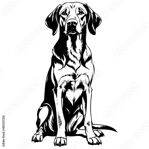 Isolated Bavarian Mountain Hound sitting drawing, animal head, line art black realistic sketches painting