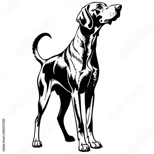 Realistic Bavarian Mountain Hound hand drawn animal illustration, transparent background