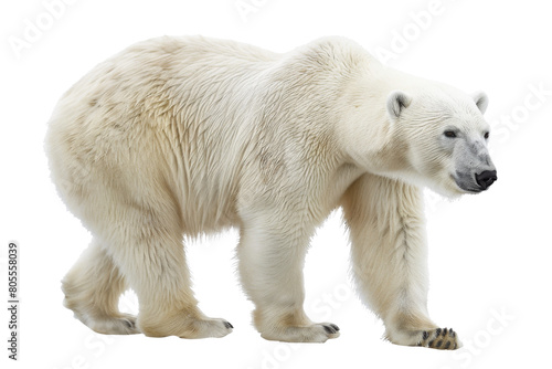 Polar Bear Isolated on Transparent Background